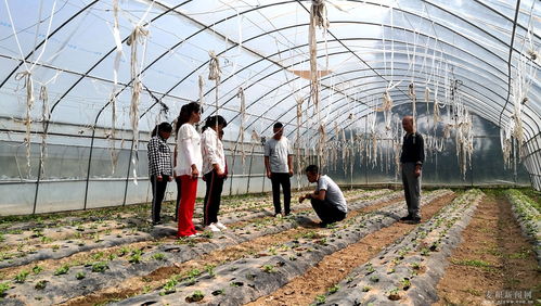 麥積區 科技特派員深入田間地頭，為蔬菜種植注入新動能