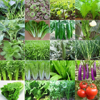 「蔬菜種植寶典」家庭蔬菜種子大全 四季播種與陽臺(tái)盆栽技巧