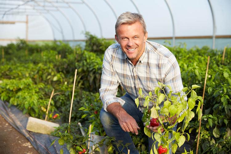 棚里春光無限好 菜農(nóng)科技種植的綠色變革